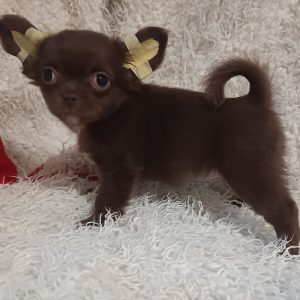 Bambi