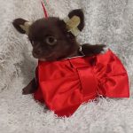 Bambi-female-Chihuahua-puppy-for-sale-2