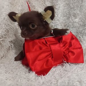 Bambi Chihuahua