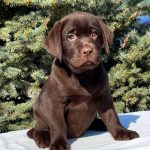 Rafela Labrador Retriever