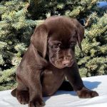 Barbie-female-Labrador-puppy-for-sale-2