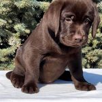 Barbie-female-Labrador-puppy-for-sale-3