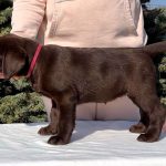 Barbie-female-Labrador-puppy-for-sale-4