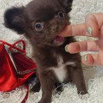 Bonnie Chihuahua