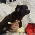 Becca-female-Chihuahua-puppy-for-sale-2
