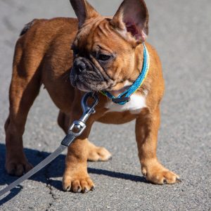 Becky French Bulldog