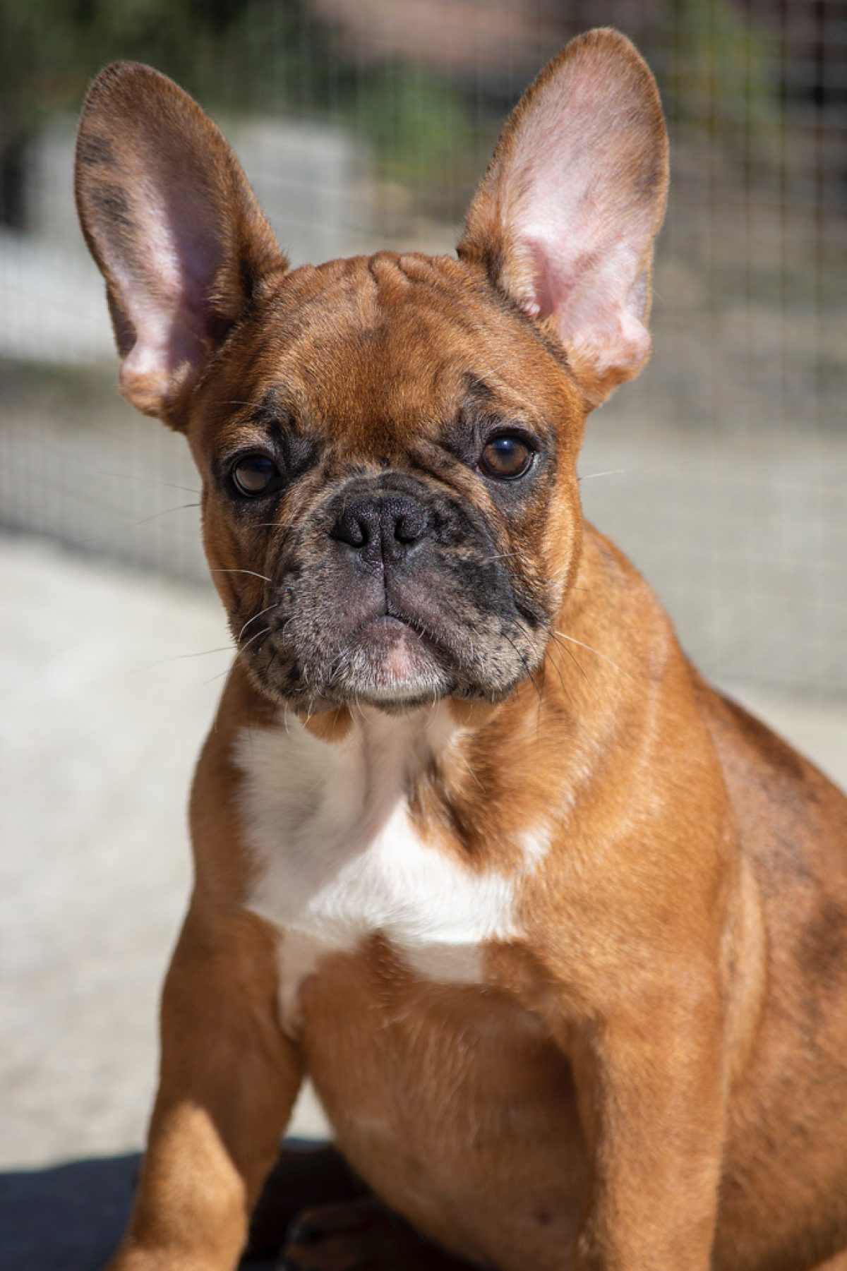 Dog Breed Frenchie Dog Cost French Bulldog Is A Mix Of Which - Technical View