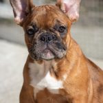 Vikentina French Bulldog