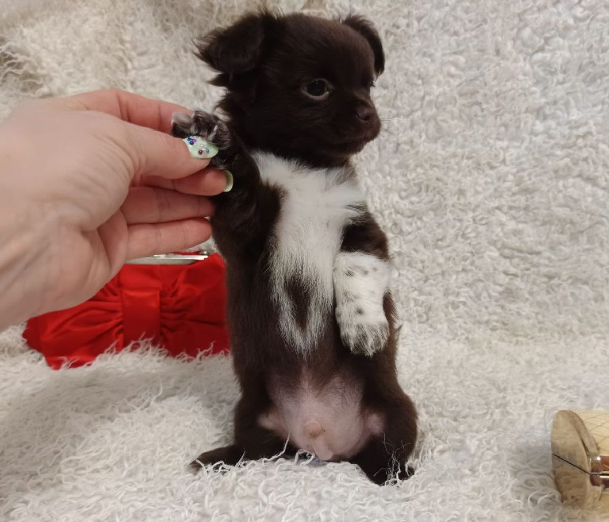 Chion Black Papillon Chihuahua Mix Chion Black Papillon Chihuahua Mix Chion  Dog Papillon Chihuahua