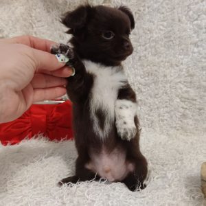 Benny Chihuahua