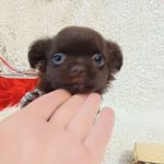 Benny-male-Chihuahua-puppy-for-sale-2