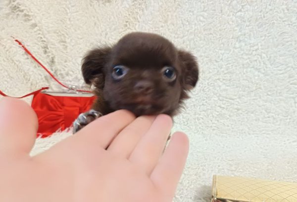 Benny Chihuahua