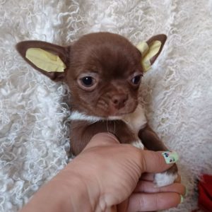 Bonnie Chihuahua