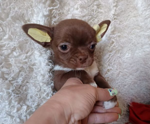 Bonnie Chihuahua