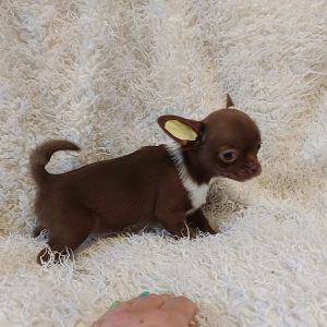 Bonnie Chihuahua