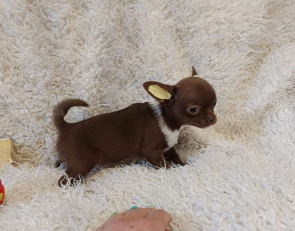 Bonnie Chihuahua