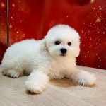 Bounty-female-Bichon-Frise-puppy-for-sale-1