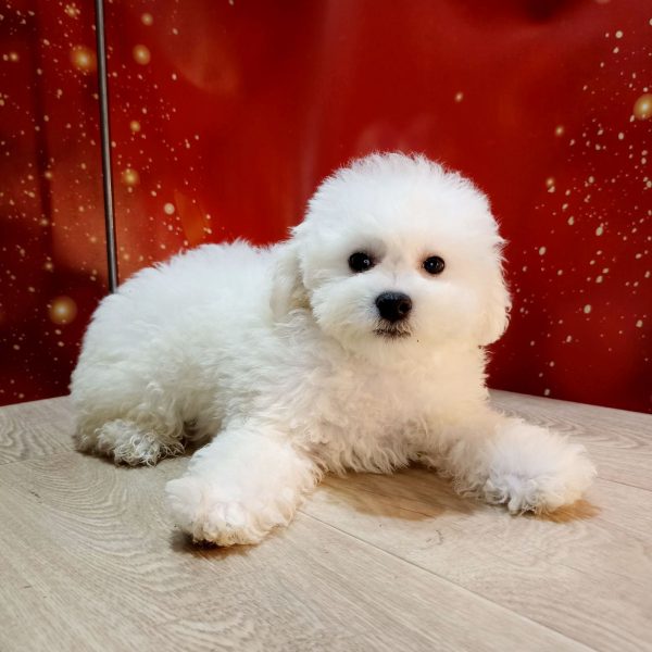 Bounty Bichon Frise