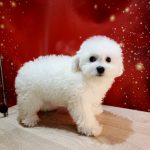 Bounty-female-Bichon-Frise-puppy-for-sale-3