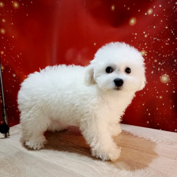 Bounty Bichon Frise