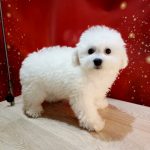 Bounty-female-Bichon-Frise-puppy-for-sale-4