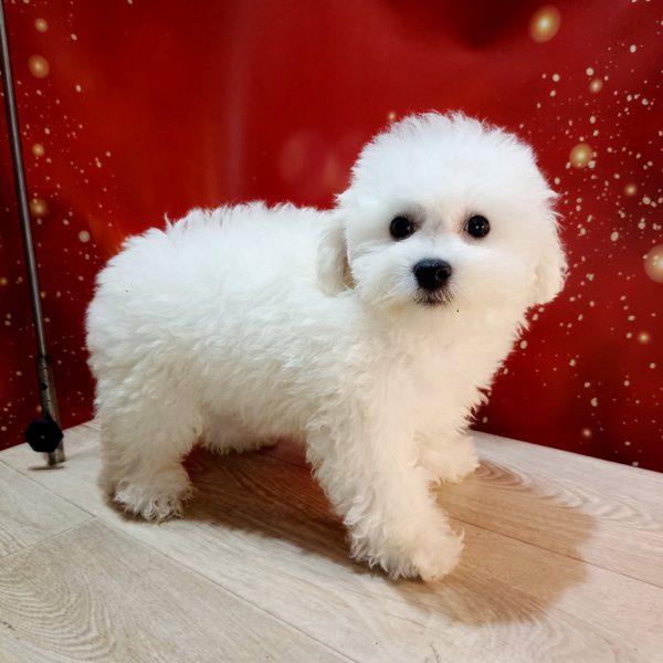 Bounty Bichon Frise