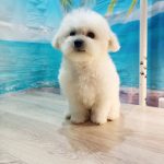 Brandy-female-Bichon-Frise-puppy-for-sale-1