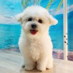 Bounty Bichon Frise