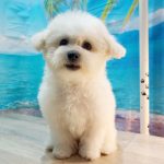Brandy-female-Bichon-Frise-puppy-for-sale-3