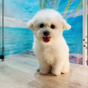 Brandy Bichon Frise
