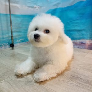 Breeze Bichon Frise