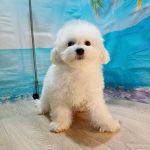 Brooklyn Bichon Frise