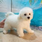 Breeze-male-Bichon-Frise-puppy-for-sale-3