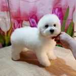 Brooklyn-male-Bichon-Frise-puppy-for-sale-1