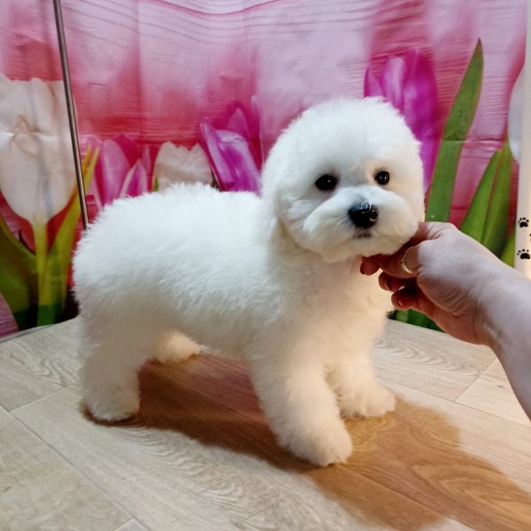 Brooklyn Bichon Frise