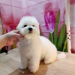 Brooklyn-male-Bichon-Frise-puppy-for-sale-2