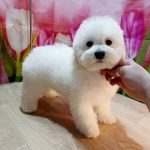 Brooklyn-male-Bichon-Frise-puppy-for-sale-3
