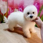 Brooklyn-male-Bichon-Frise-puppy-for-sale-4