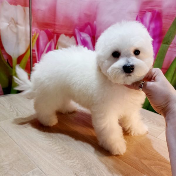 Brooklyn Bichon Frise