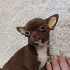 Bruno Chihuahua