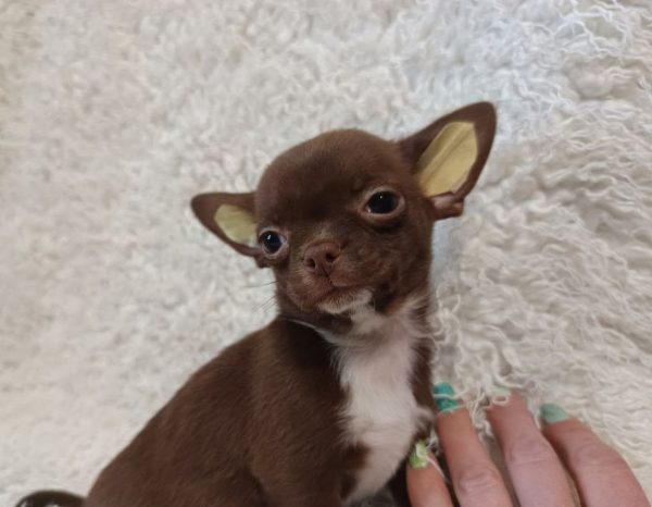 Bruno Chihuahua