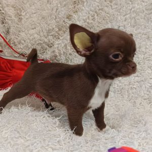Bruno Chihuahua