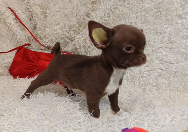 Bruno Chihuahua