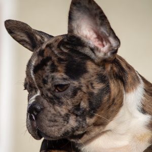 Bubbles French Bulldog