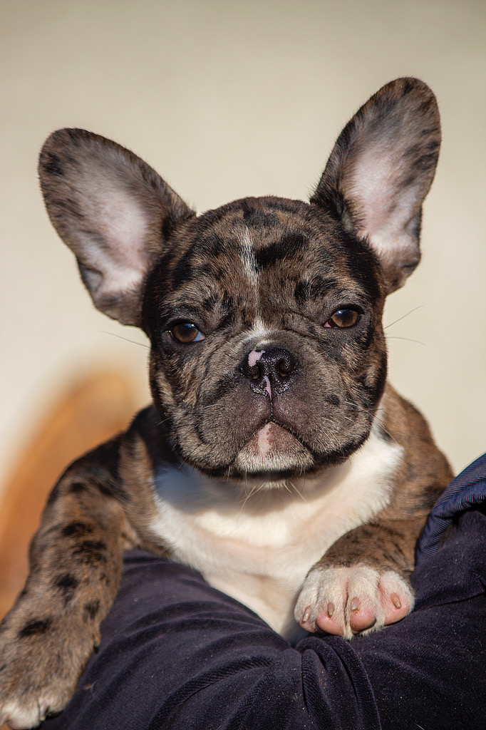 Certified French Bulldog Breeders Bubbles Purebred, Healthy French