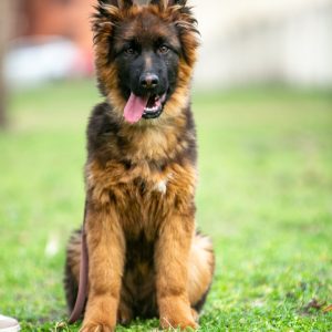 Chilly German Shepherd