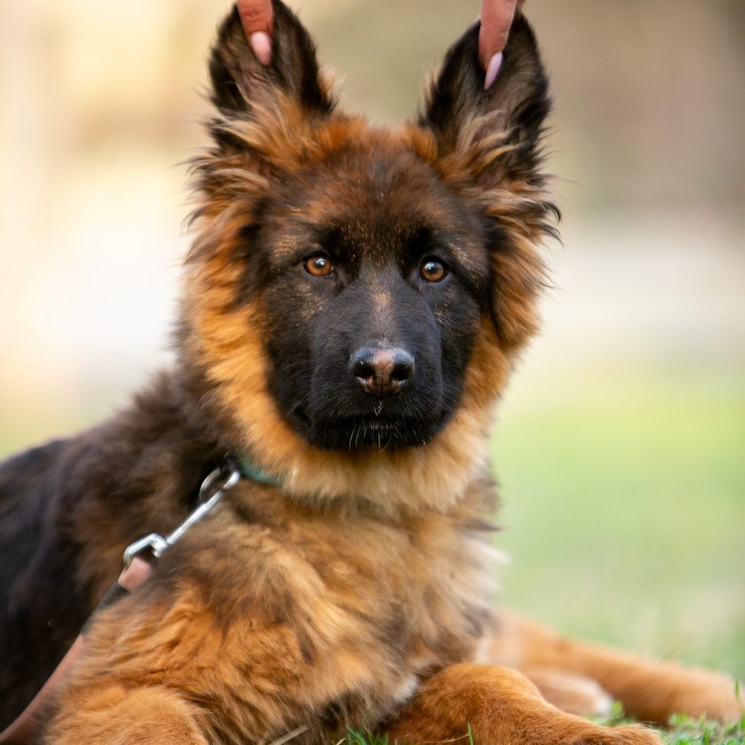 Liver German Red Haired German Shepherd Sable Red German Shepherd