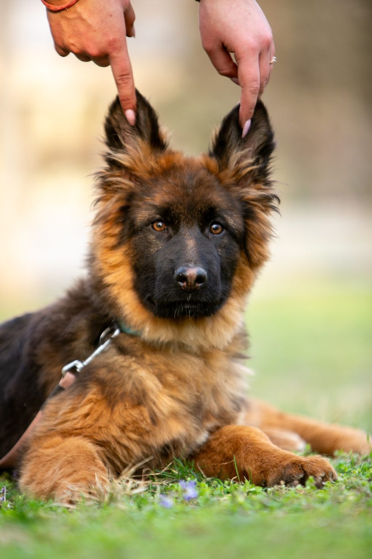 South Africa Alsatian Puppies For Sale Near Me Western Cape South