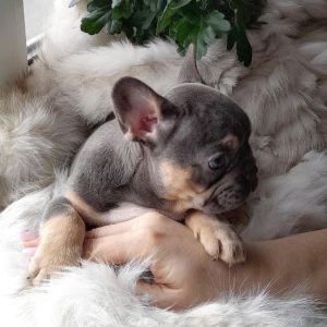 Dairin French Bulldog
