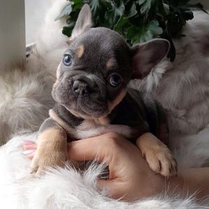Dairin French Bulldog